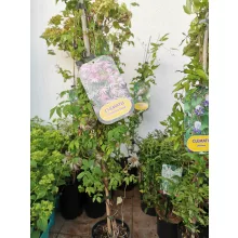 Clematis Country Rose - Klemátisz