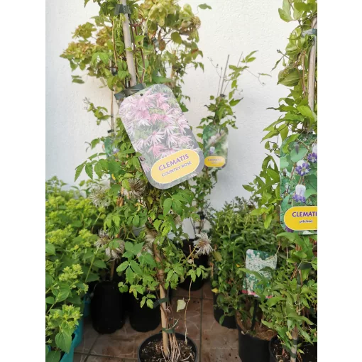 Clematis Country Rose - Klemátisz