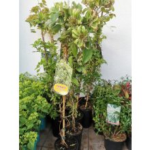 Clematis Green Passion - Klemátisz