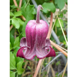 Clematis pitcherii