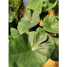 Colocasia esculenta Cintho Aloha