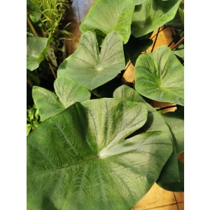 Colocasia esculenta Cintho Aloha