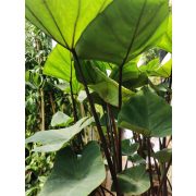 Colocasia esculenta 'Cintho Aloha'