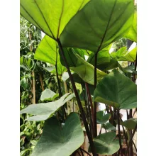 Colocasia esculenta Cintho Aloha
