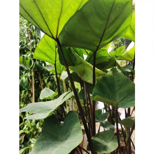 Colocasia esculenta Cintho Aloha