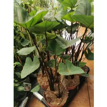 Colocasia esculenta Cintho Aloha