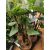Colocasia esculenta Cintho Aloha