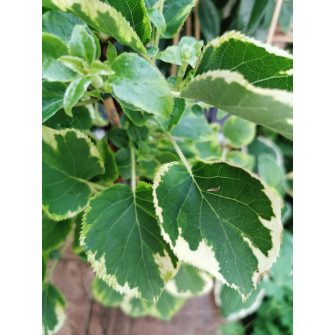 Télálló kúszó növények