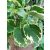 Kúszó hortenzia - Hydrangea anomala petiolaris Variegata