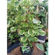 Kúszó hortenzia - Hydrangea anomala petiolaris 'Variegata'
