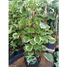 Kúszó hortenzia - Hydrangea anomala petiolaris Variegata