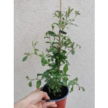 Ólomvirág - Plumbago auriculata