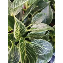 Philodendron White Wave