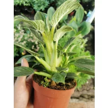 Philodendron White Wave