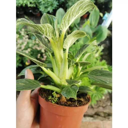 Philodendron White Wave