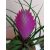 Tillandsia cyanea