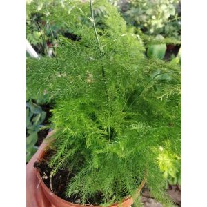 Fátyolaszparágusz - Asparagus setaceus