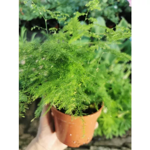 Fátyolaszparágusz - Asparagus setaceus