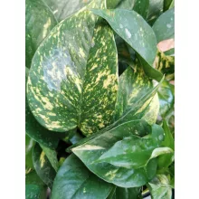 Szobai futóka - Epipremnum aureum