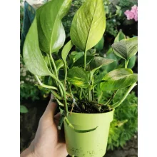 Szobai futóka - Epipremnum aureum