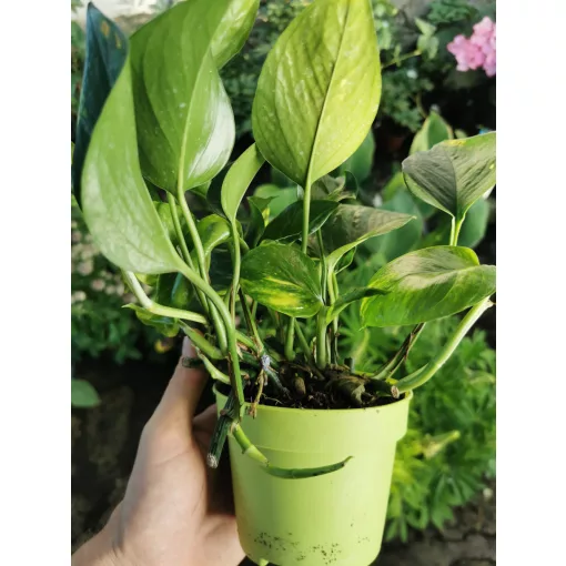 Szobai futóka - Epipremnum aureum