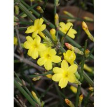 Jasminum nudiflorum - Téli jázmin