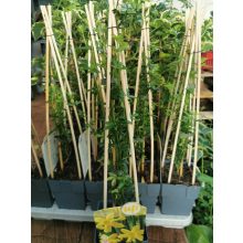 Jasminum nudiflorum - Téli jázmin