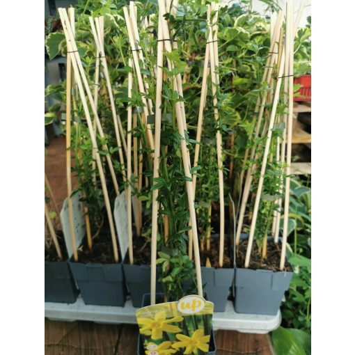 Jasminum nudiflorum - Téli jázmin