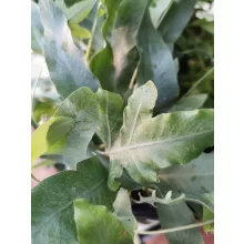 Narancspöttyös páfrány - Phlebodium aureum