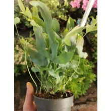 Narancspöttyös páfrány - Phlebodium aureum