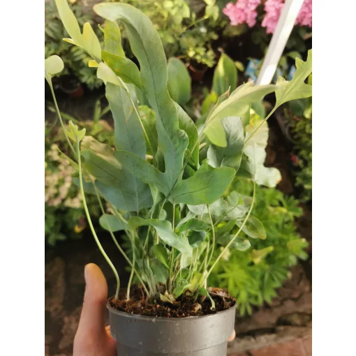 Narancspöttyös páfrány - Phlebodium aureum