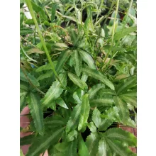 Szárnyaspáfrány - Pteris cretica