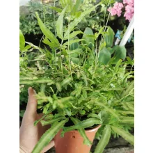 Szárnyaspáfrány - Pteris cretica