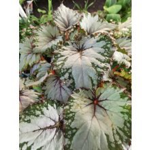 Királybegónia - Begonia rex Silver