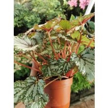 Királybegónia - Begonia rex Silver