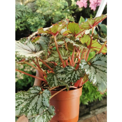 Királybegónia - Begonia rex Silver
