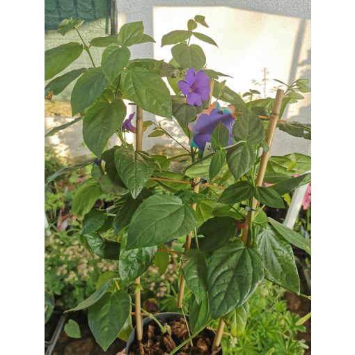 Thunbergia grandiflora - Kolostorharang