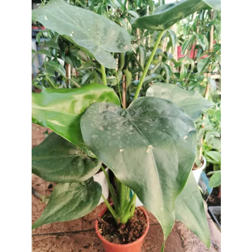 Alocasia cucullata