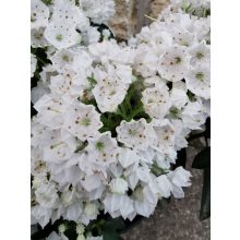 Kalmia latifolia White