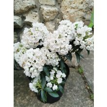 Kalmia latifolia White