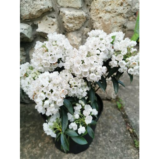Kalmia latifolia White