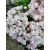 Kalmia latifolia Pink
