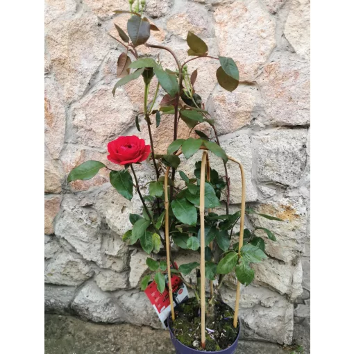 Rózsa - teahibrid - RED