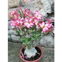 Sivatagi rózsa - Adenium obesum