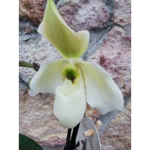 Papucsorchidea - Paphiopedium Deperle