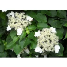 Hydrangea anomala petiolaris - Kúszó hortenzia