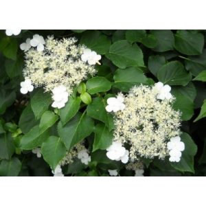 Hydrangea anomala petiolaris - Kúszó hortenzia