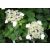 Kúszó hortenzia - Hydrangea anomala petiolaris