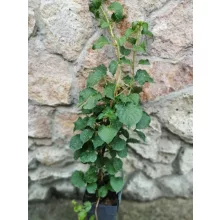 Hydrangea anomala petiolaris - Kúszó hortenzia