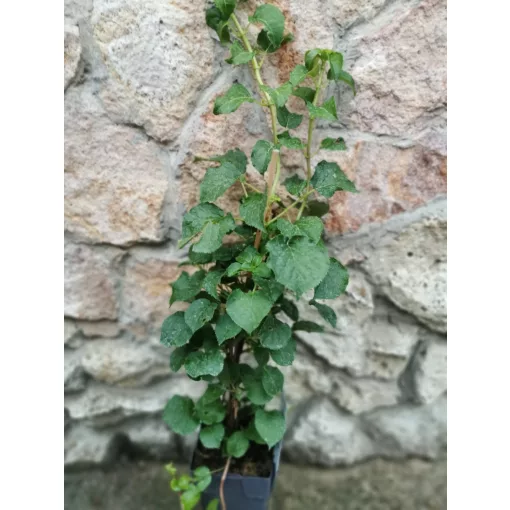 Hydrangea anomala petiolaris - Kúszó hortenzia